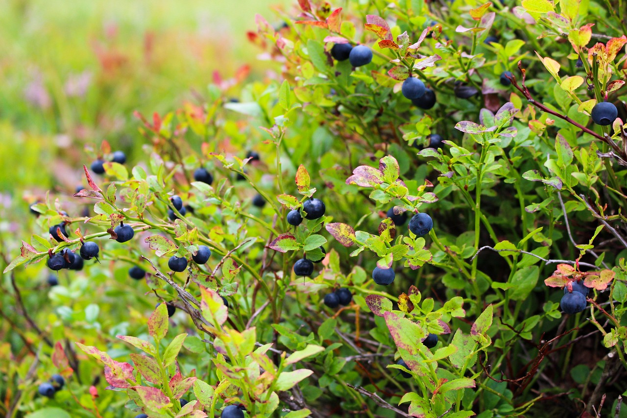 The Benefits of High-Fiber Foods for Weight Loss