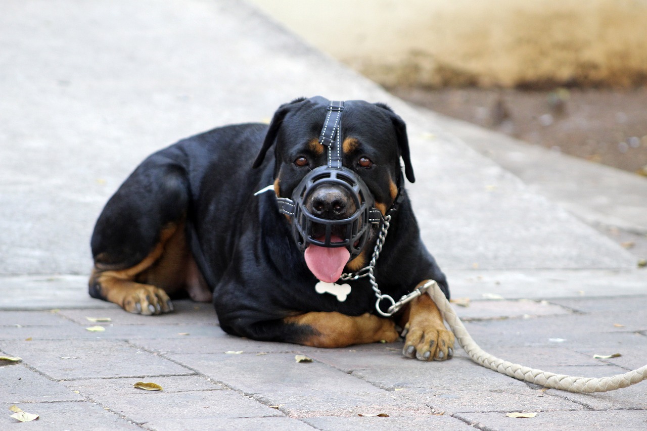 The Power of Positive Reinforcement: Encouraging Good Behavior